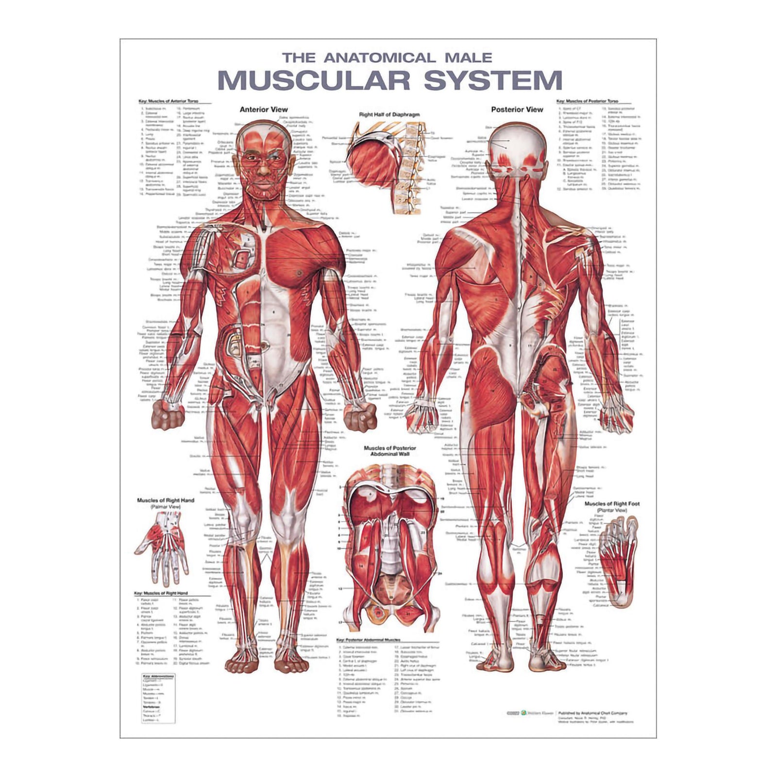 Wolters Kluwer Male Muscular System Chart, 2nd Edition