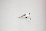 Medline Skin Staple Remover - Each